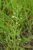 Thesium ramosum. Верхушка цветущего растения. Ульяновская обл., Мелекесский р-н, окр. с. Моисеевка, дол. р. Мал. Авраль, надпойменная терраса, остепнённый луг. 04.06.2022.