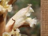 Orobanche callieri. Цветок. Крым, Севастополь, Байдарская дол., опушка лиственного леса, закустаренная поляна (паразитирует на Erodium cicutarium). 29 мая 2025 г.