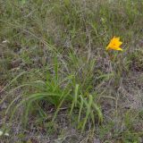 Hemerocallis middendorffii