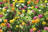 Zinnia elegans