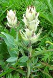 Castilleja pavlovii