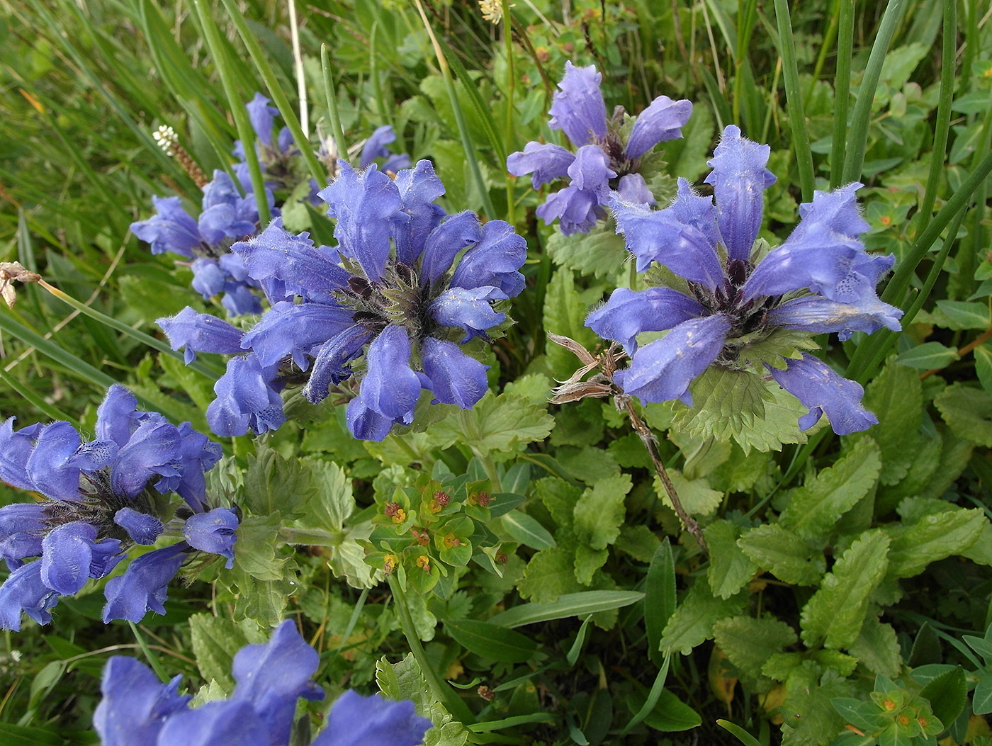 Image of Dracocephalum grandiflorum specimen.