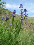 Polygala hybrida. Цветущее растение. Казахстан, Жамбылская обл., Жуалынский р-н, запов. \"Аксу-Джабаглы\"; Таласский Алатау, ущ. Коксай, придонная часть, ≈ 2150 м н.у.м. 1 июня 2025 г.