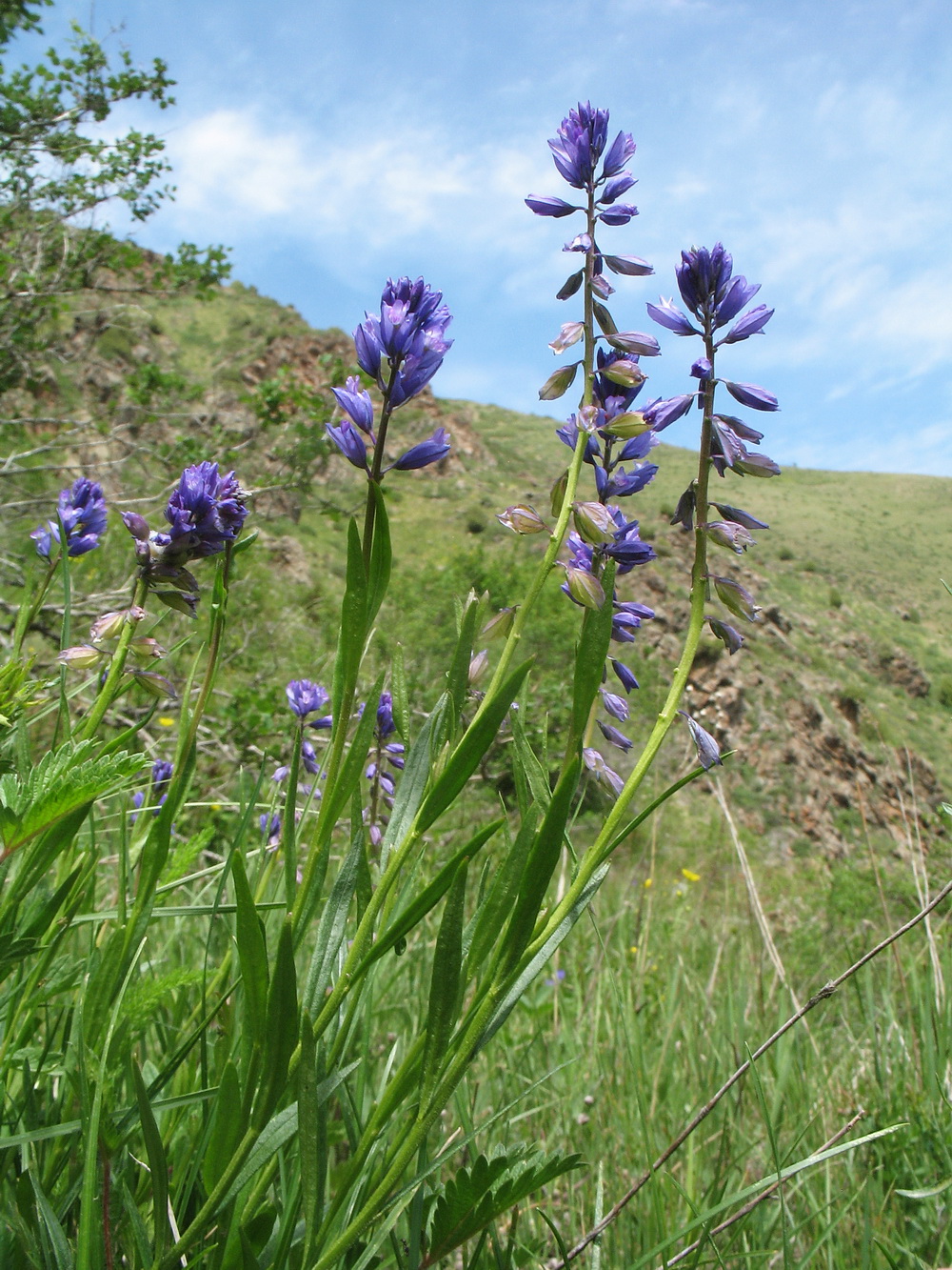 Image of Polygala hybrida specimen.