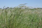 Helictotrichon desertorum. Группа бутонизирующих растений. Ульяновская обл., Мелекесский р-н, окр. с. Вишенка, Медвежий овраг, глинистый пригорок. 30.04.2024.