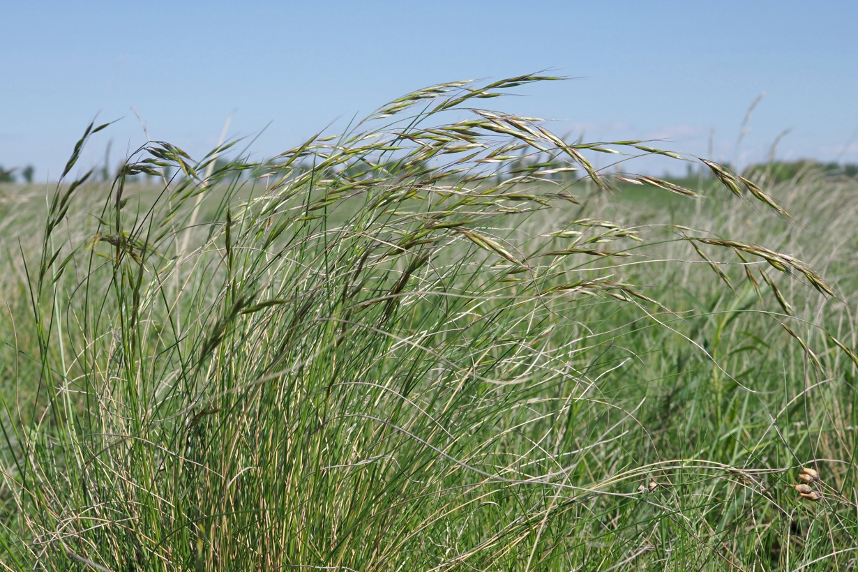 Image of Helictotrichon desertorum specimen.