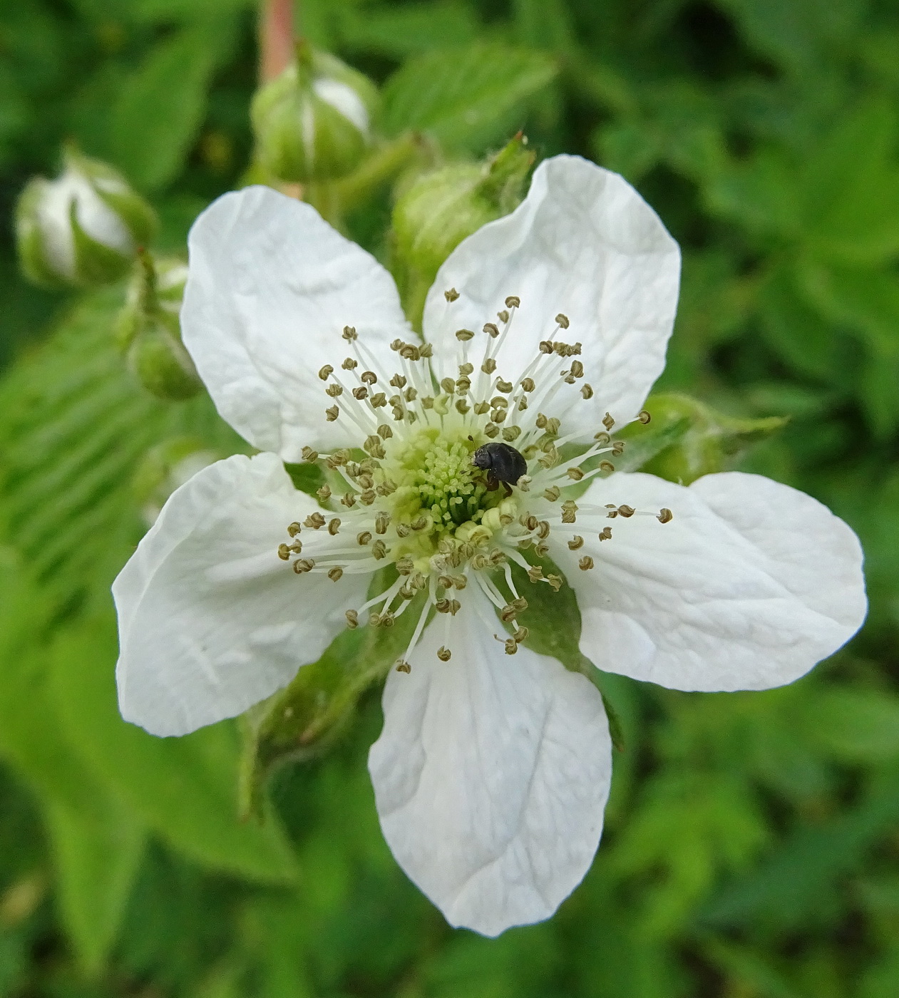 Image of Rubus allegheniensis specimen.