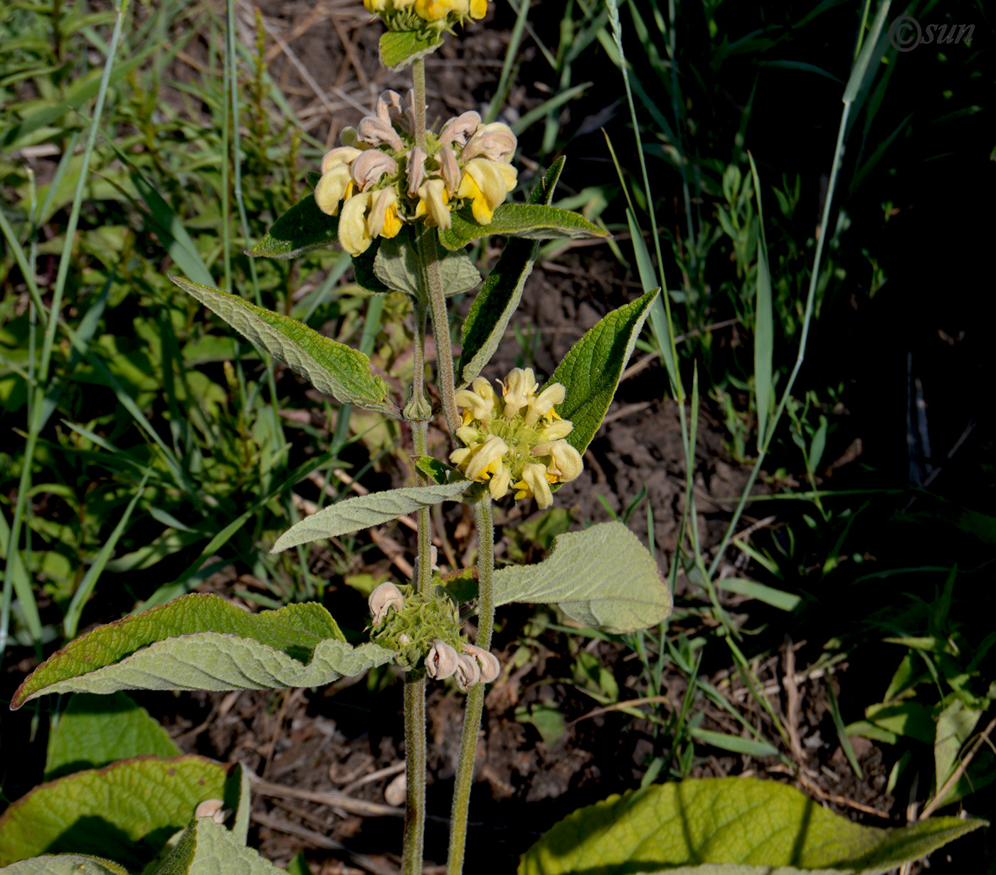 Image of Phlomis russeliana specimen.