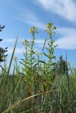 Oenothera biennis. Цветущие и плодоносящие растения в сообществе с Leymus arenarius. Ленинградская обл., Кингисеппский р-н, окр. дер. Выбье, экологическая тропа; песчаная равнина между береговым валом и старой дюной, псаммофильный овсяницево-леймусовый луг на опушке овсяницево-зеленомошного сосняка. 13.07.2025.