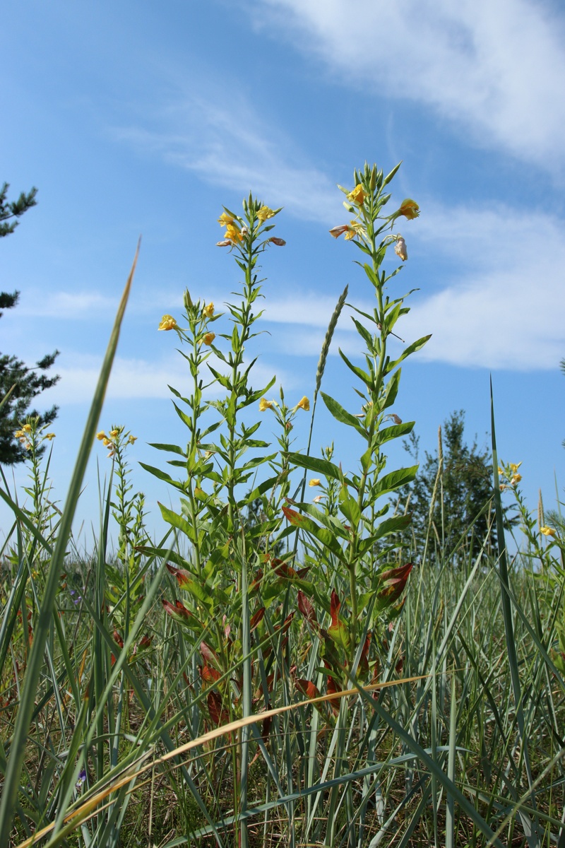 Image of Oenothera biennis specimen.