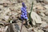 Muscari armeniacum