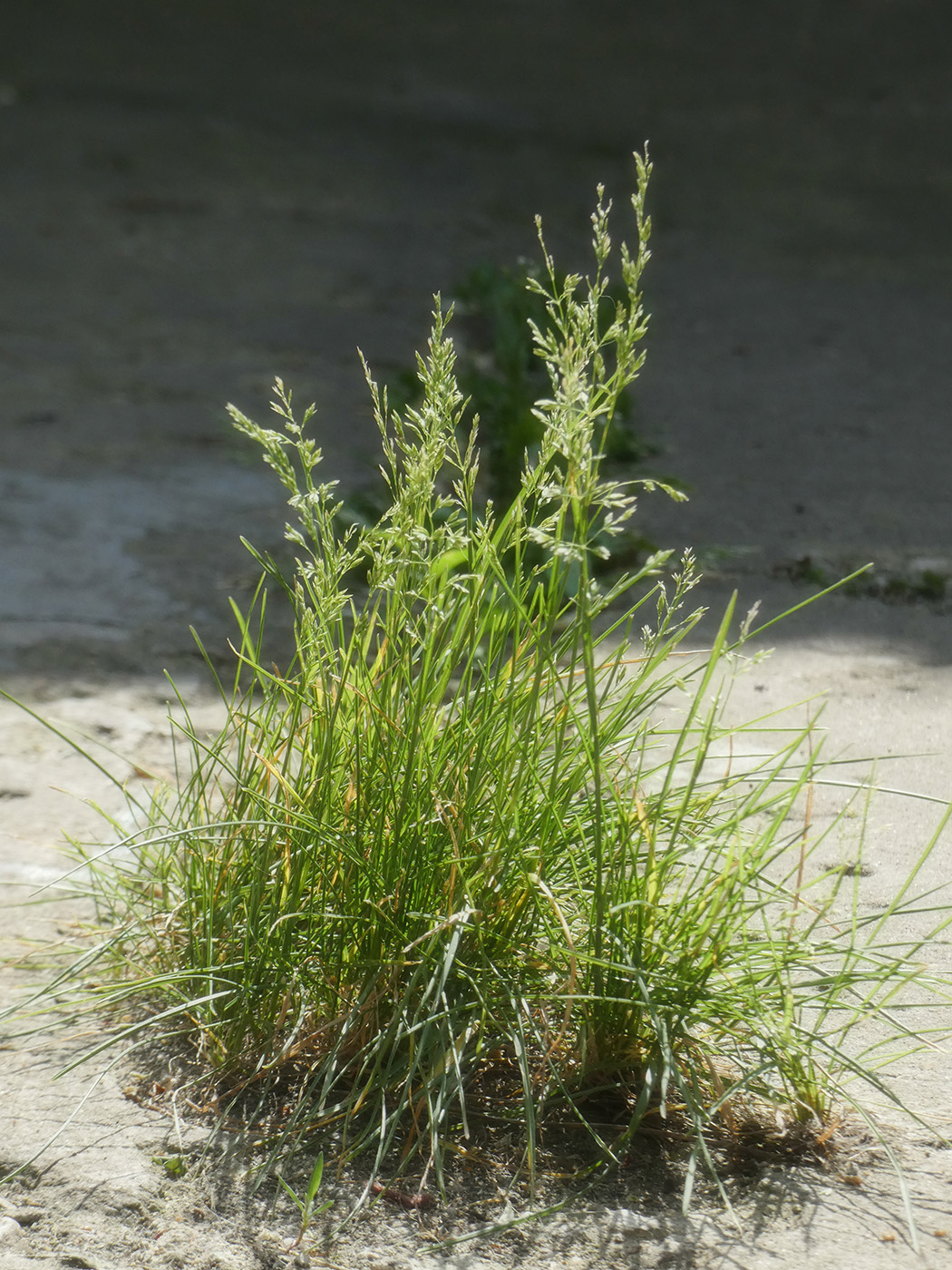 Image of genus Poa specimen.
