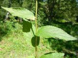 Asyneuma campanuloides