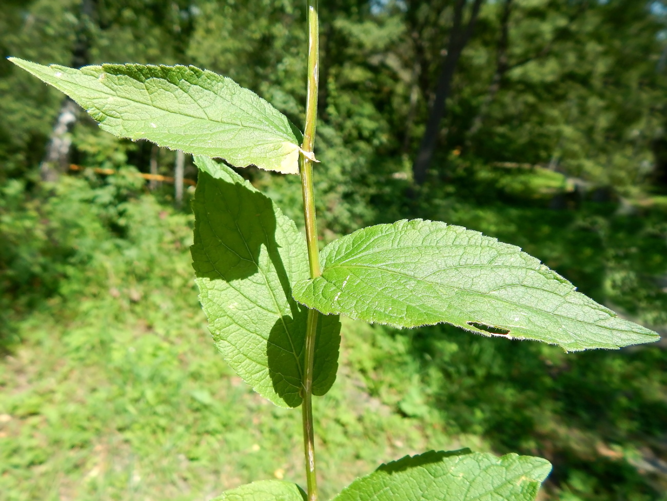 Изображение особи Asyneuma campanuloides.