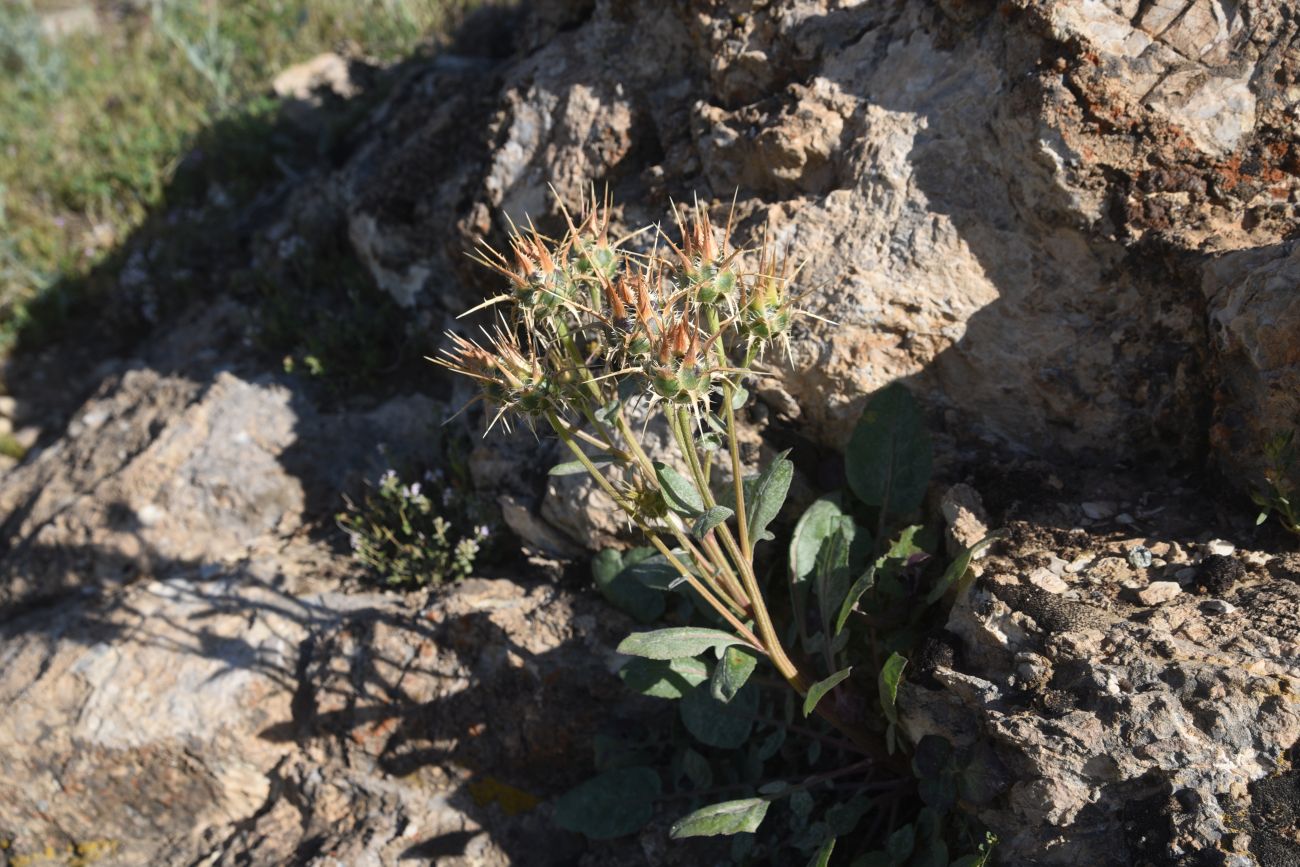 Image of familia Asteraceae specimen.