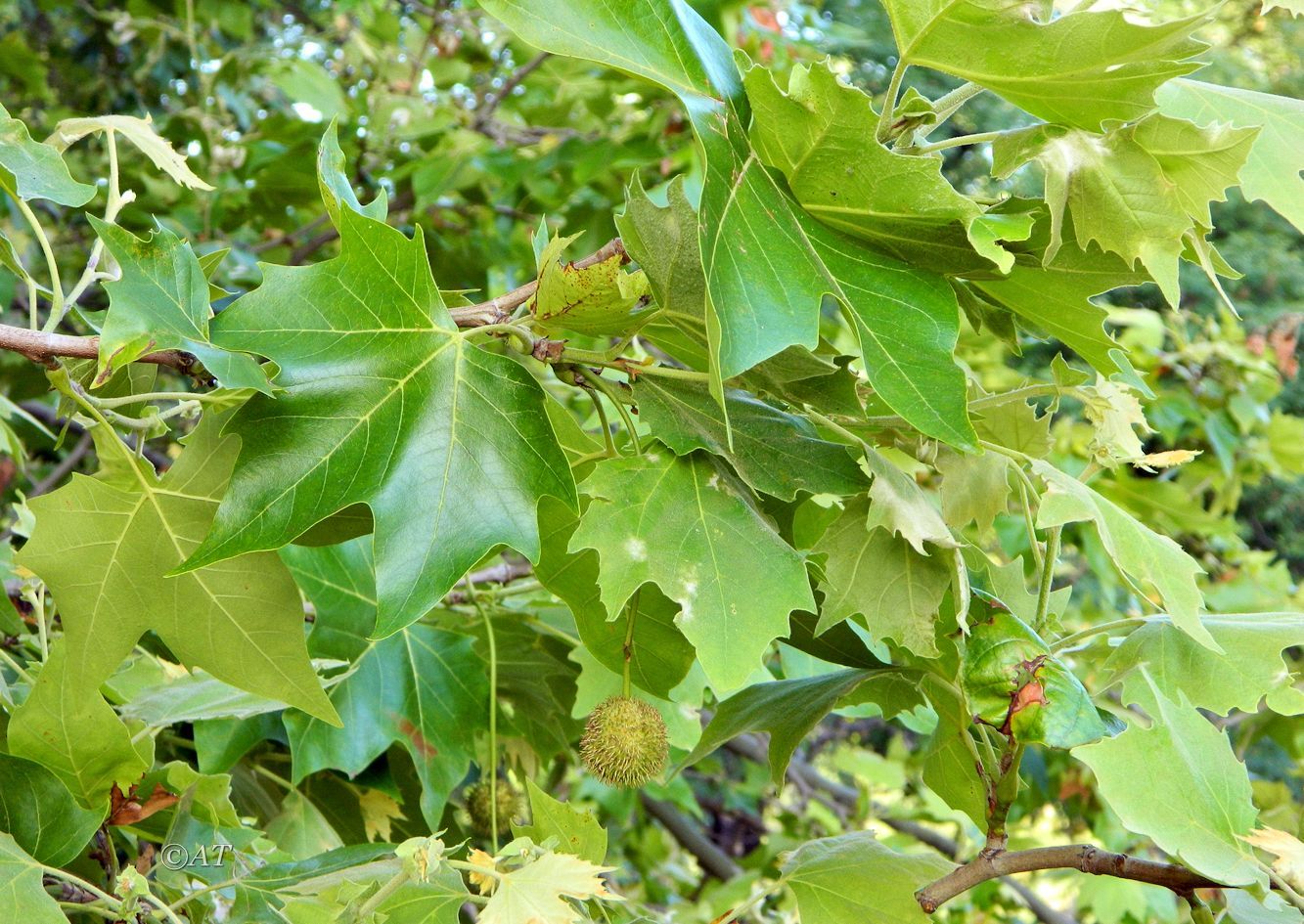 Image of Platanus &times; acerifolia specimen.