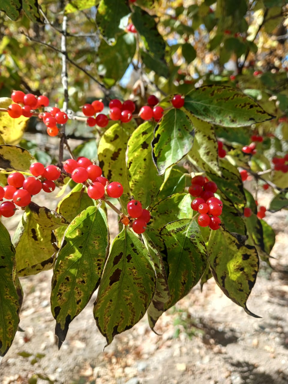 Изображение особи род Lonicera.