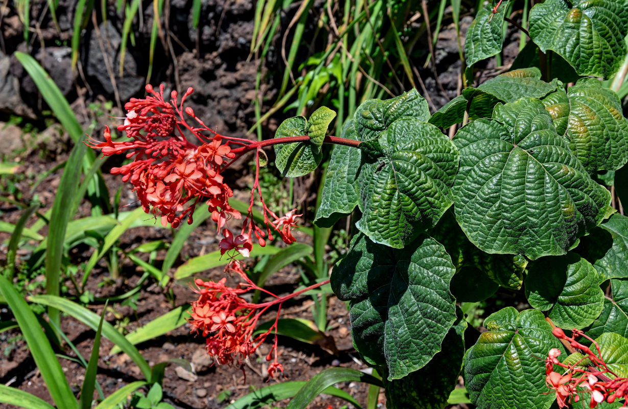 Image of genus Clerodendrum specimen.