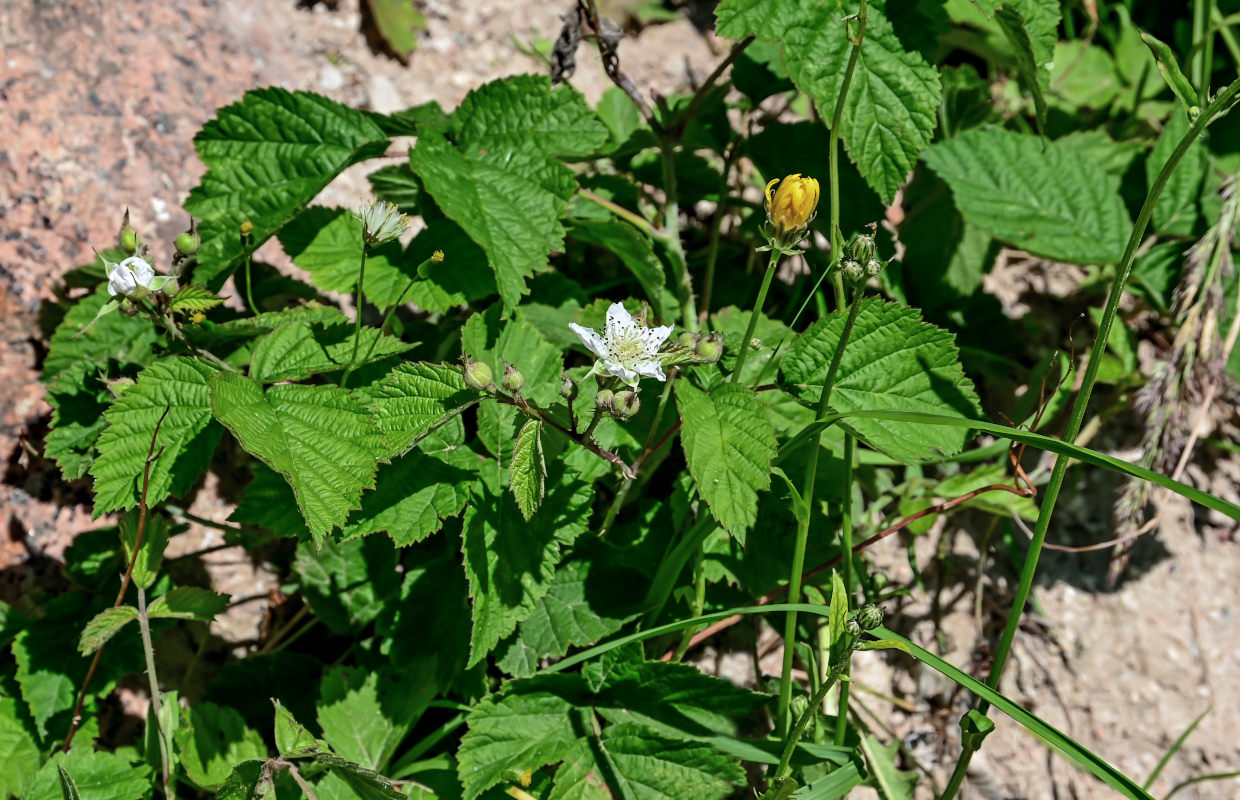 Image of Rubus caesius specimen.