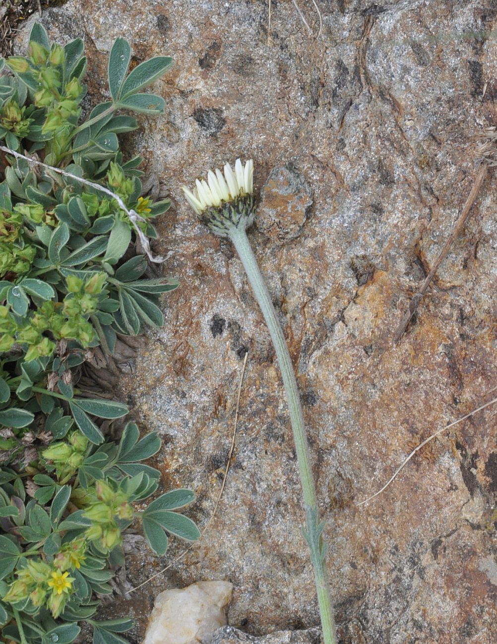 Image of Unknown species specimen.