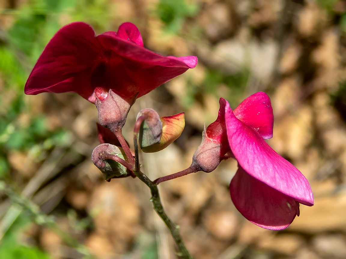 Image of Lathyrus miniatus specimen.