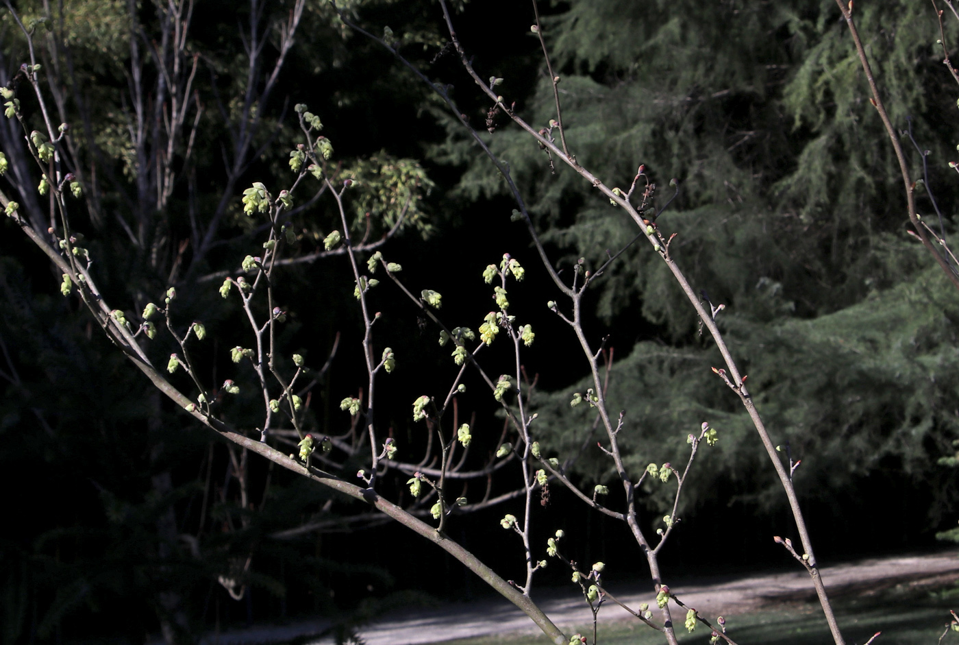 Изображение особи Corylopsis sinensis.