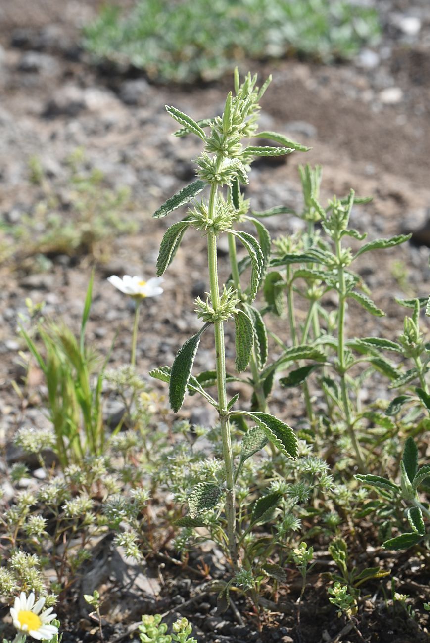 Image of Marrubium parviflorum specimen.