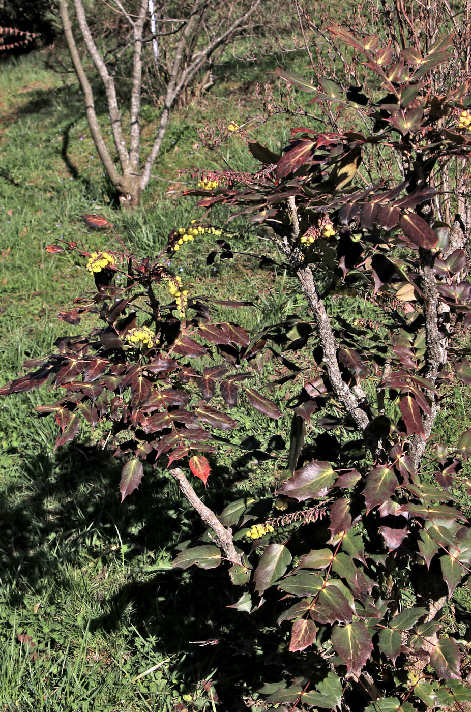 Image of Mahonia × media specimen.