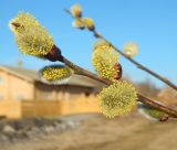 Salix caprea. Часть побега с мужскими соцветиями. Московская обл., Одинцовский р-н, дер. Бузаево, дикорастущее. Март 2026 г.