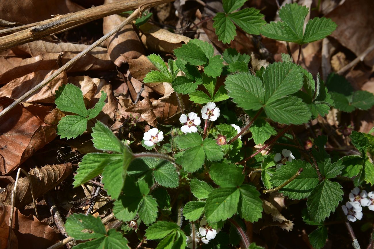 Image of Potentilla micrantha specimen.