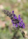 Salvia verbenaca. Соцветие. Италия, Лацио, Латина, бухта Гаэта. 08.04.2011.