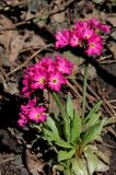 Primula rosea. Цветущее растение. Белгородская обл., пос. Ракитное, ул. Сосновая, 2, в культуре. 8 мая 2026 г.