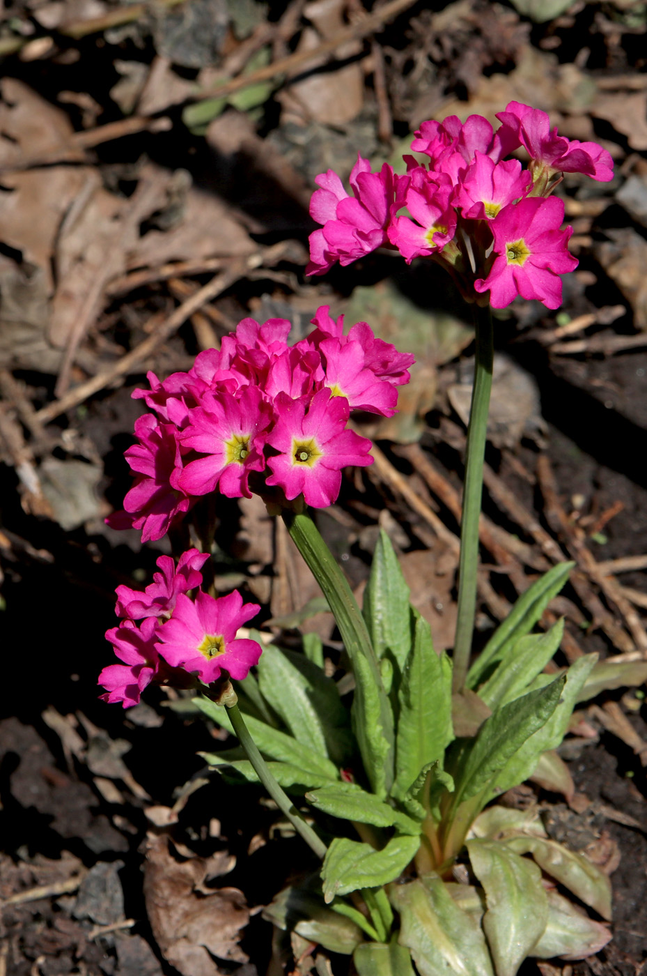 Image of Primula rosea specimen.
