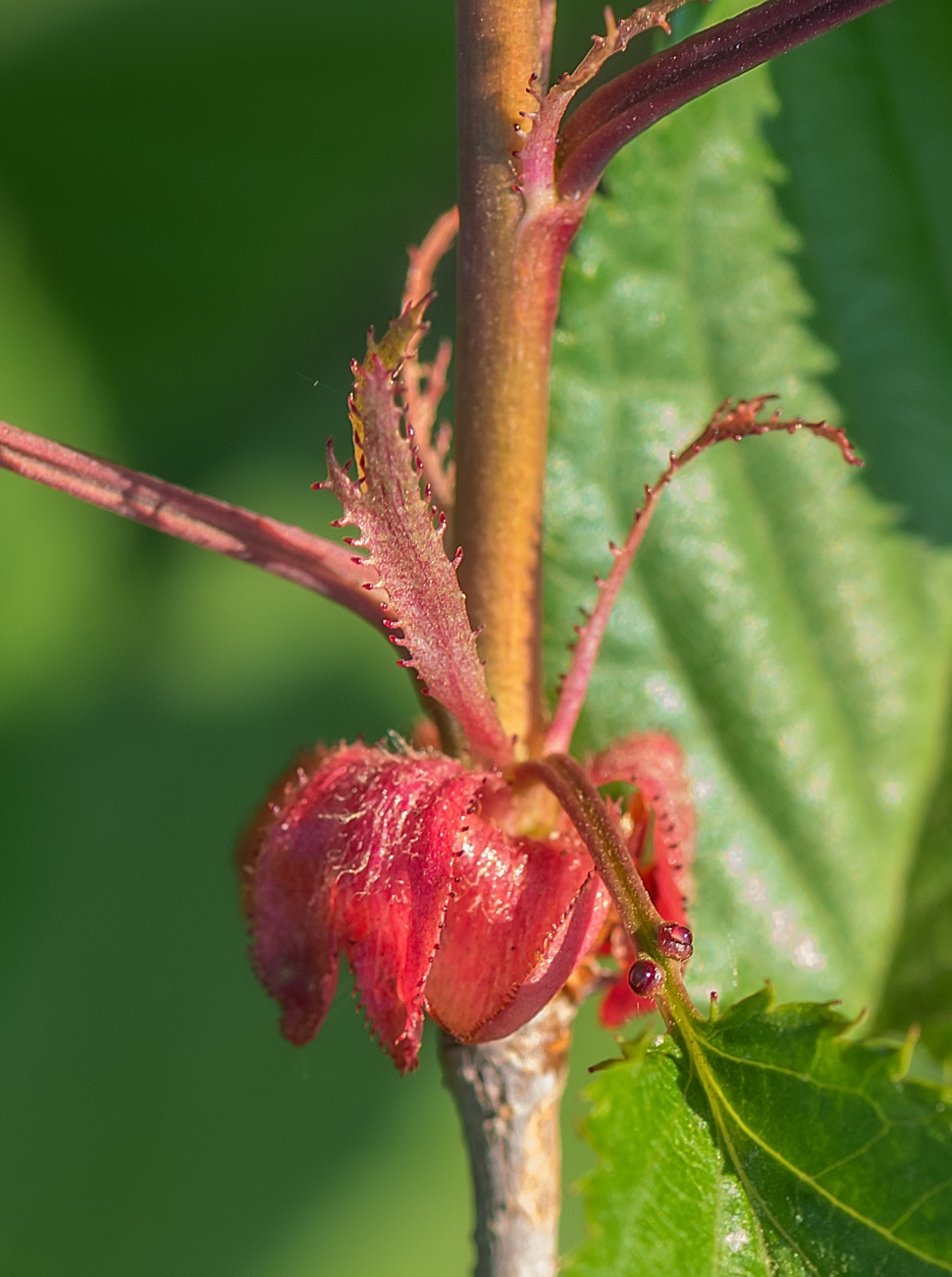 Изображение особи Cerasus sachalinensis.