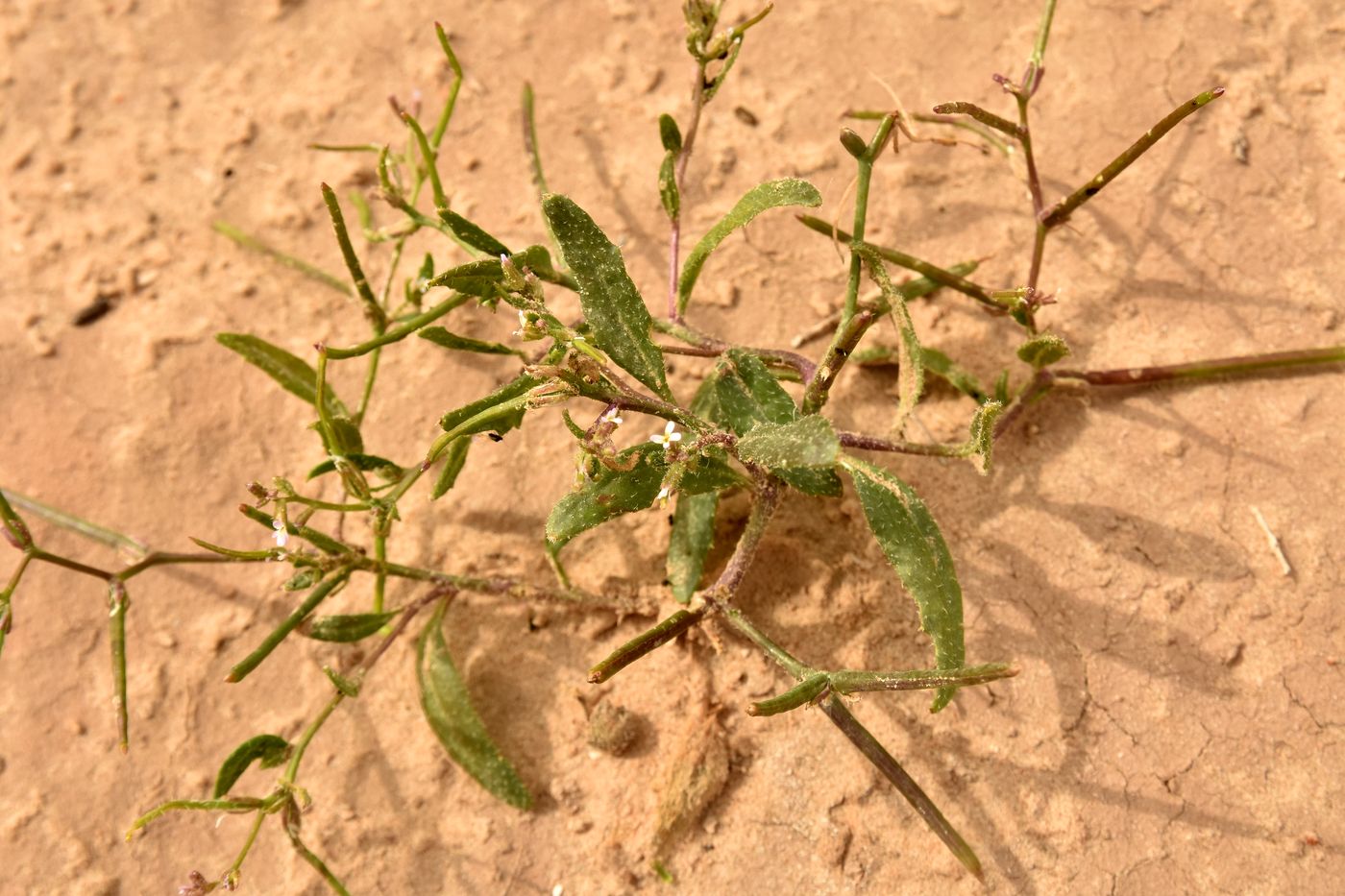 Image of Strigosella stenopetala specimen.