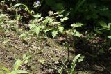 genus Rubus