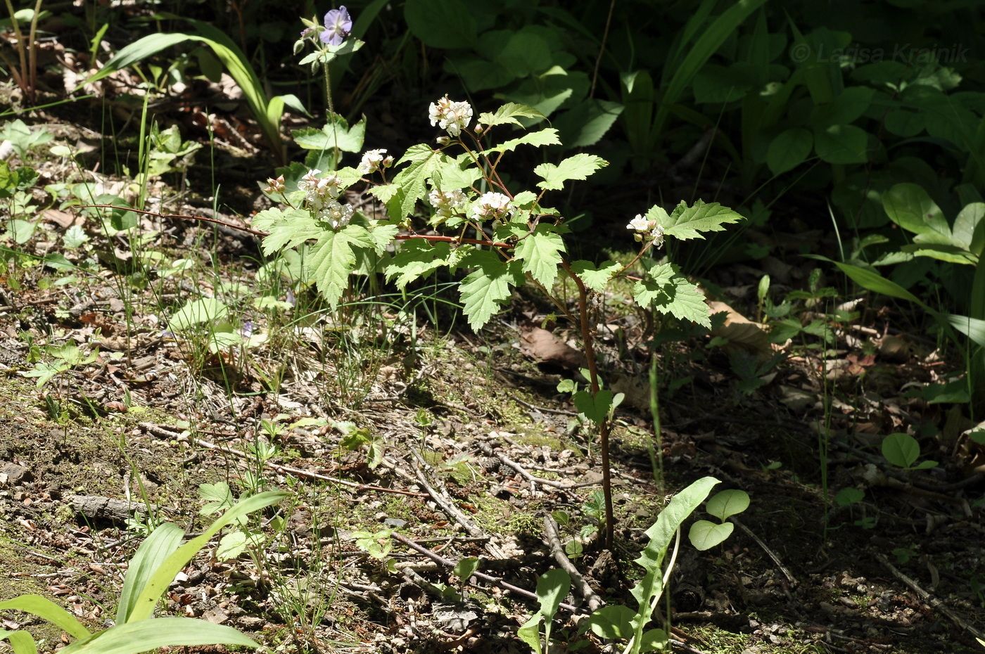 Image of Rubus crataegifolius specimen.