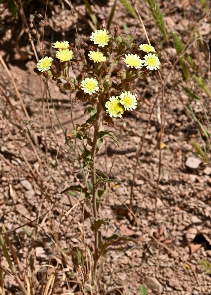 Image of Andryala integrifolia specimen.