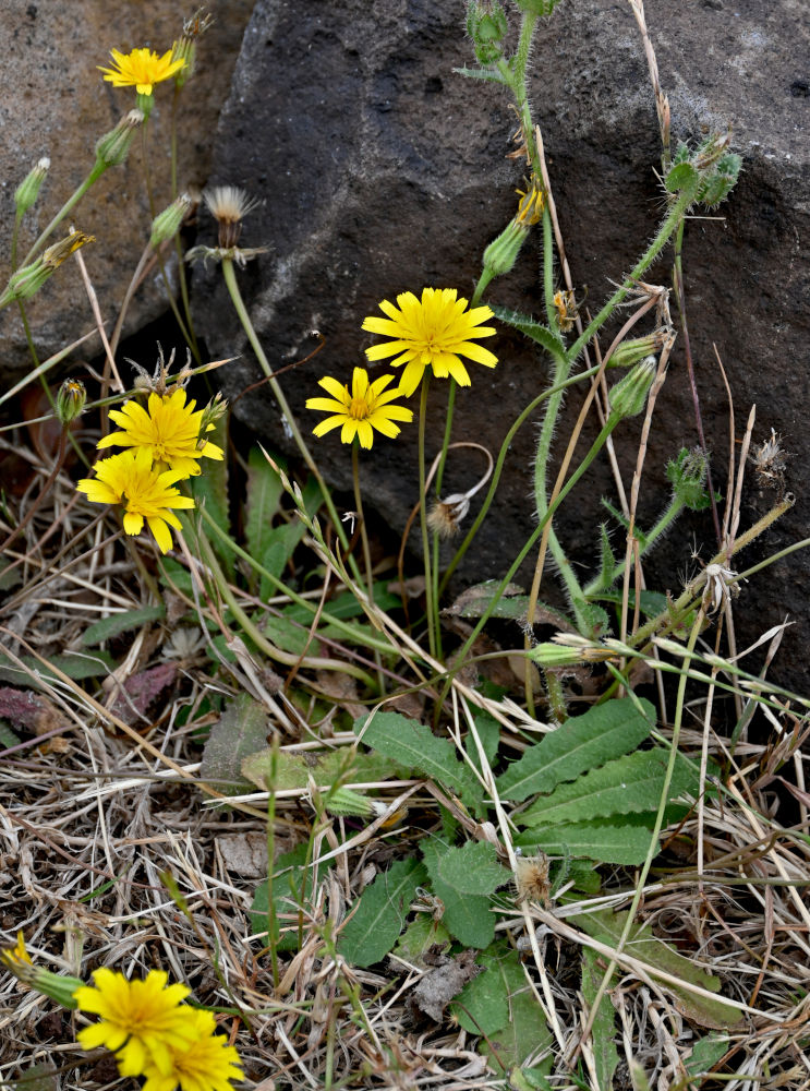 Image of Leontodon saxatilis specimen.