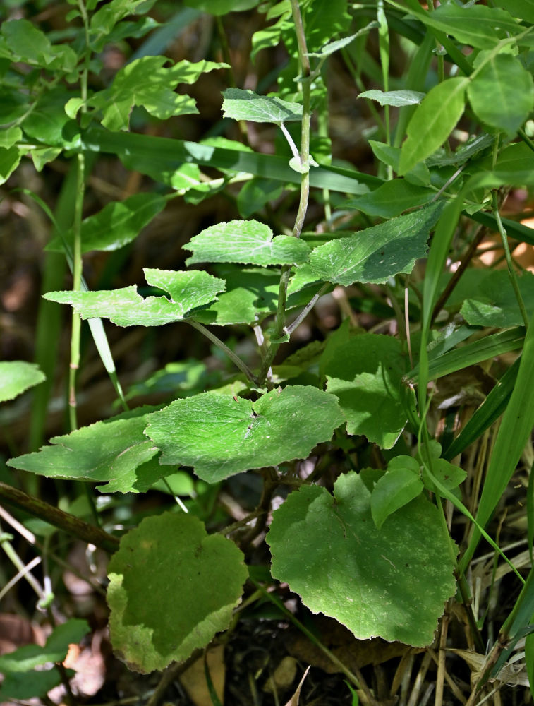 Изображение особи Pericallis aurita.