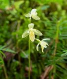 Ephippianthus schmidtii. Соцветие. Хабаровский край, р-н имени Лазо, верховье р. Ко, выс. ≈ 860 м н.у.м., долинный хвойный лес. 01.08.2026.