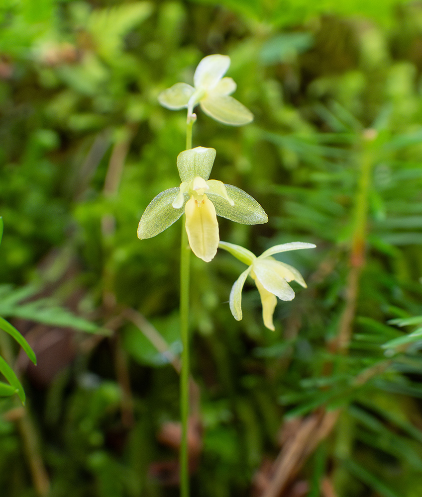 Image of Ephippianthus schmidtii specimen.