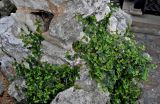 Смотреть изображение Ficus pumila