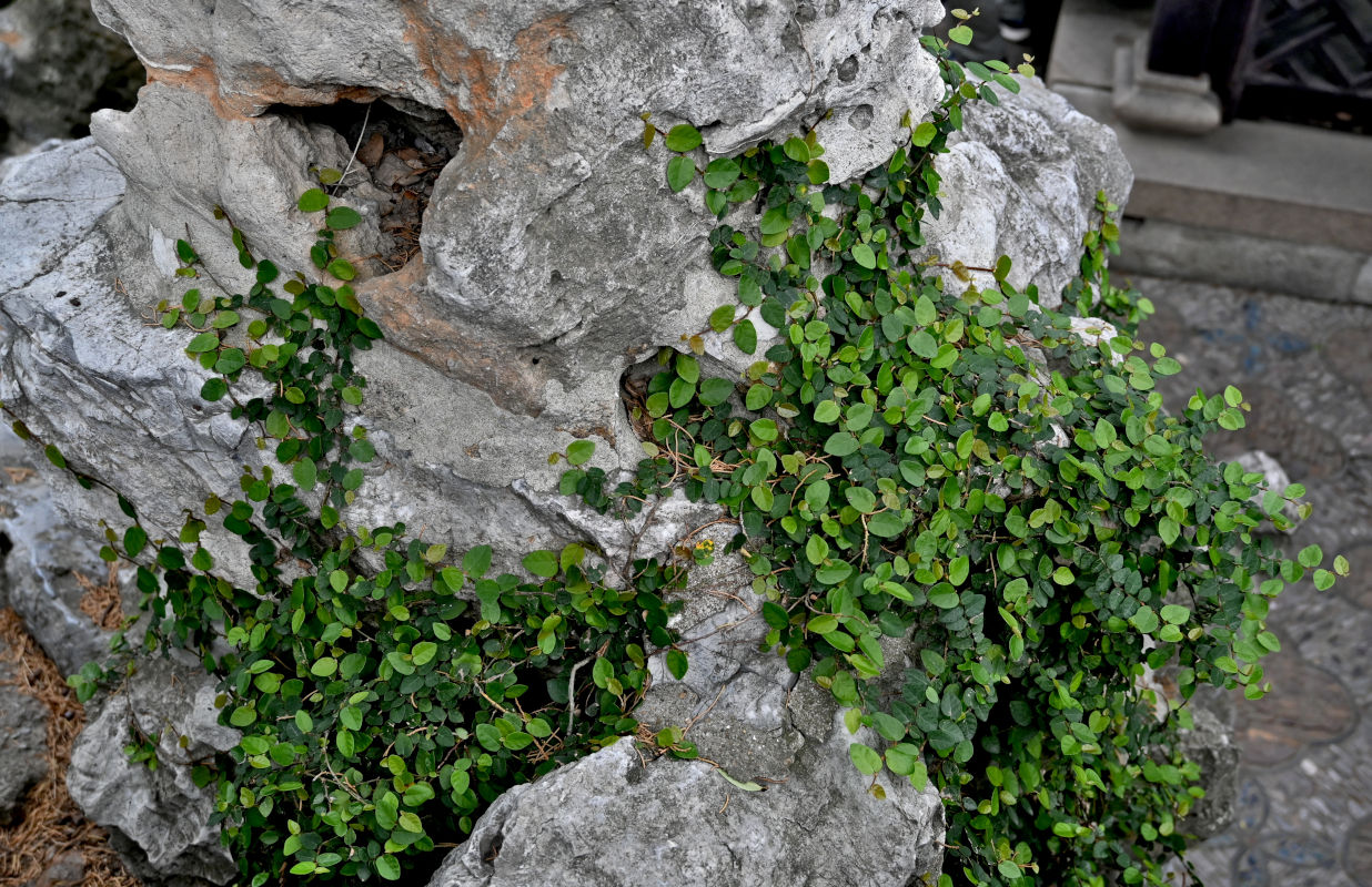 Изображение особи Ficus pumila.