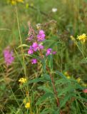 Chamaenerion angustifolium. Верхушка цветущего растения. Смоленская обл., Вяземский р-н, окр. дер. Савино, луг. 21 августа 2026 г.