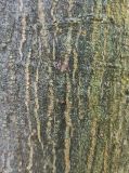 Quercus myrsinaefolia. Кора. Абхазия, г. Сухум, Ботанический сад. 13.08.2024.