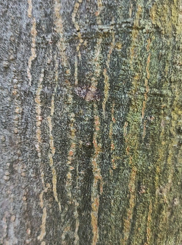 Image of Quercus myrsinaefolia specimen.