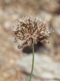 Allium oreodictyum