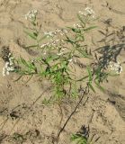 Achillea cartilaginea