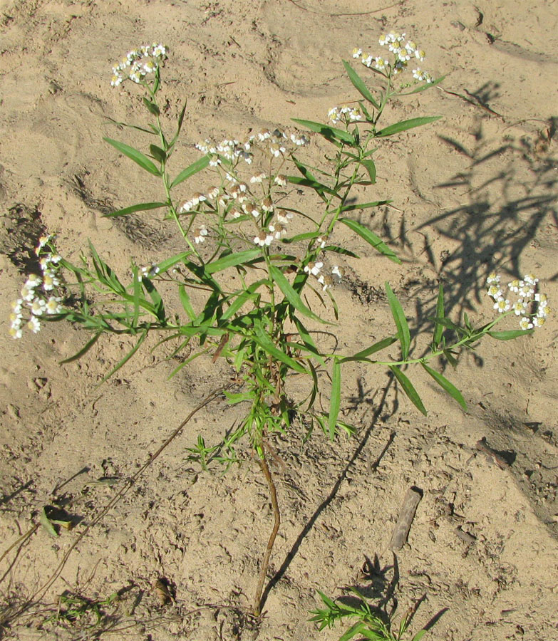 Image of Achillea cartilaginea specimen.